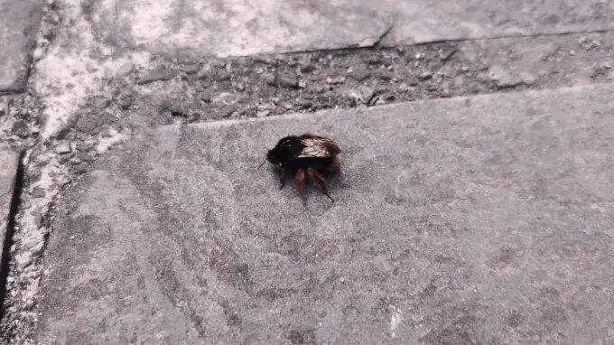 什么虫.webp 什么虫.webp